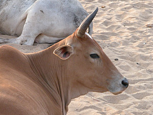 Cow on the Beach