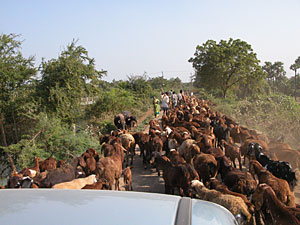 Goats blocking the road