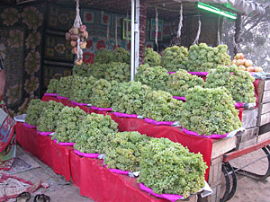 Grapes on the side of the road on a misty cold morning