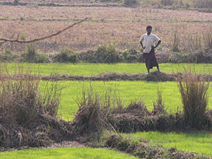 Rice Fields on the way to Puri